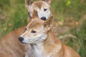 Portrait of two One New Guinea singing dog or New Guinea Highland dog (Canis hallstromi) (Canis