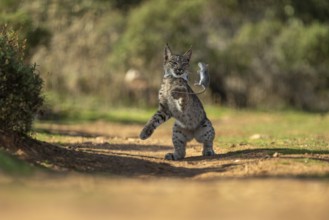 Lynx pardinus, young male, playing with rat, prey, La Mancha, Spain, Europe