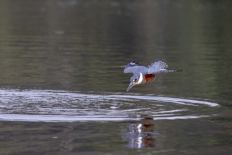 Red-breasted Kingfisher (Megaceryle torquata), flscht, Rio Claro, Pantanal, Brazil, South America