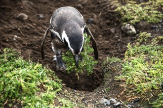 Magellanic penguins (Spheniscus magellanicus) building a nest in the Penguin National Park on