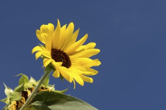 Sunflower in front of blue sky, plant, flower, blossom, (Helianthus annuus)