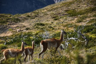 Guanaco herd at Lagunas Melizas, Torres del Paine National Park, Patagonia, Chile, South America