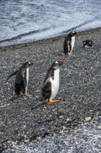 Gentoo penguins (Pygoscelis papua) on Martillon Island, Beagle Channel, Ushuaia, Argentina, South