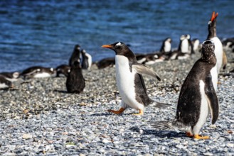 Gentoo penguins (Pygoscelis papua) on Martillon Island, Beagle Channel, Ushuaia, Argentina, South