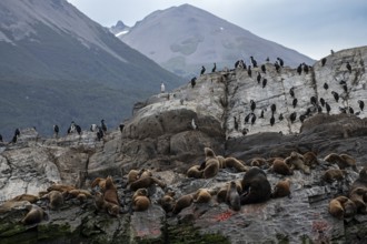 Seals and cormorants on the island of Les Equaileurs, Ushuaia, Argentina, South America