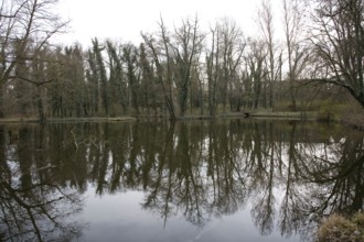 Landscape park, floodplain forest, trees with ivy