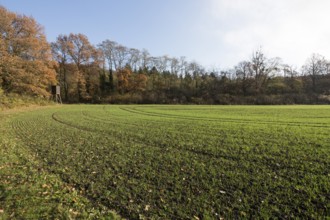 Erftstadt, Bliesheimer Feld and Altwald Ville