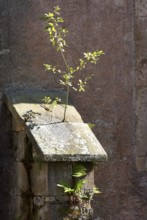 Cloister, buttress with pioneer plant, St., Saint, Saint