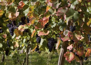 Red wine vines, blue grapes, wine