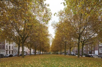 Avenue of plane trees in autumn