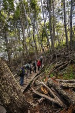 Hiking group with guide Wulaia Bay, Beagle Street, Ushuaia, Tierra del Fuego, Patagonia, Argentina,