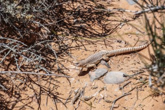 Chuckwalla lizard (Common Chuckwalla ater), Valley of Fire State Park, Nevada, USA, North America