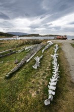 Whale skeletons off Estancia Harberton, Beagle Channel, Ushuaia, Argentina, South America