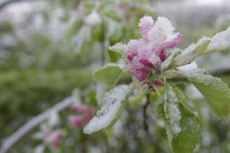 Crop collapse during apple blossom, fruit blossom, fruit, apple, garden, Schwäbisch Hall, Germany,