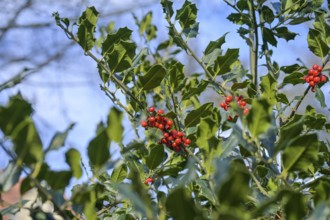 Red fruits European holly (Ilex aquifolium)