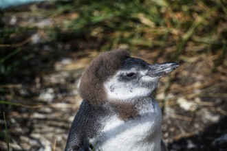 Magellanic penguins (Sphreniscus magellanicus) on Martillon Island, Beagle Channel, Ushuaia,