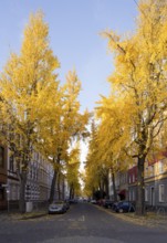 Avenue of gingko trees in autumn