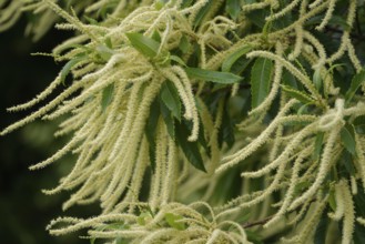 Sweet chestnut flowers (Castanea sativa), sweet chestnut, flowering, early summer, late spring, bee