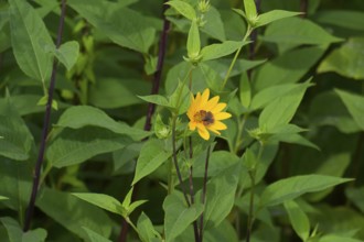 Small copper (Lycaena phlaeas) on Jerusalem artichoke (Helianthus tuberosus), sweet potato, potato,