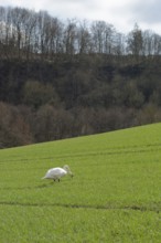 Mute swan on field, field, green, field green, seed green, agriculture, Kocher valley, Kocher,