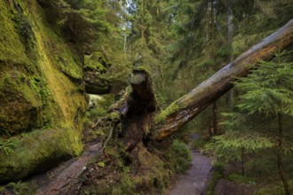 Romantic hiking trail in the Lattengrund in the Schrammstein region, Bad Schandau, Saxony, Germany,