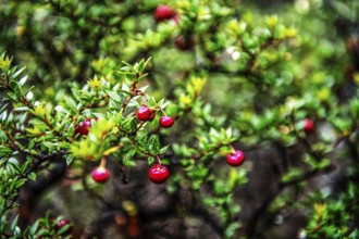 Chaura berries, Cordillera Darwin, north-east foothills of the Beagle Channel, Tierra del Fuego,