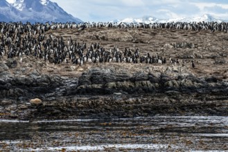 Thousands of cormorants on an island in the Beagle Channel, Ushuaia, Argentina, South America