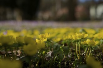 Winter aconite (Eranthis hyemalis), spring, bee pasture, insect pasture, ecology, bee-friendly,