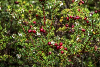 Chaura berry, (lat. Gaultheria pumila), Chilean dwarf raspberry grows in the beach zone of the