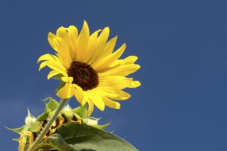 Sunflower in front of blue sky, plant, flower, blossom, (Helianthus annuus)