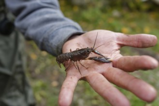 Signal crayfish (Pacifastacus leniusculus) nips with its claws, neozoon, crayfish plague, invasion,