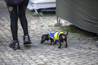 Dachshund with La Boca Juniors football shirt, Buenos Aires, Argentina, South America