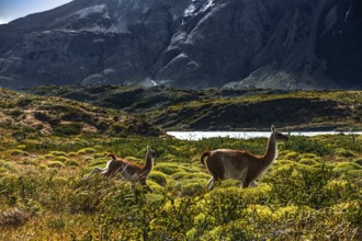 Guanaco herd at Lagunas Melizas, Torres del Paine National Park, Patagonia, Chile, South America