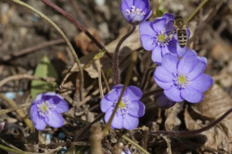 Honey bee on liverwort (Hepatica nobilis), liverwort, spring, spring, Kocher valley, Kocher,