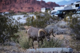 Bighorn Sheep (Ovis canadensis) at the Atlatl Campground in Valley of Fire State Park, Nevada, USA,