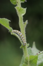 Mullein monk (Cucullia verbasci), caterpillar, larva, moth, butterfly, insect, Waldenburg,