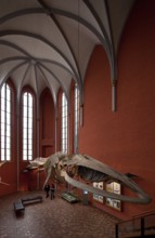 Church, choir view inside to south-east, exhibit whale skeleton, St., Sankt, Saint