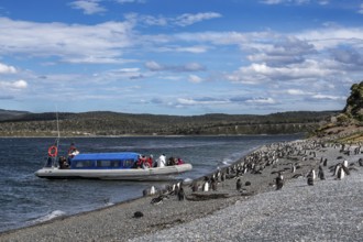 Tourists photographing gentoo penguins (Pygoscelis papua) on Martillon Island, Beagle Channel,