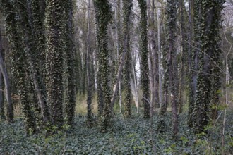 Landscape park, floodplain forest, trees with ivy