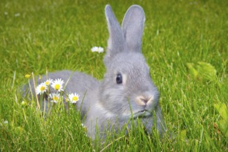 Rabbit, pearl fawn, young animal, resting in a meadow, animals, mammals