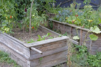 Urban Garden in Schwäbisch Hall, community gardening, community, vegetables, tomatoes, pumpkin,