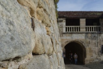 Wall lizard (Podarcis Muralis) sunbathing, sun, Hohentübingen Castle, Tübingen, wall, lizard,