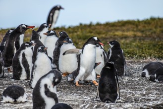 Gentoo penguins (Pygoscelis papua) on Martillon Island, Beagle Channel, Ushuaia, Argentina, South