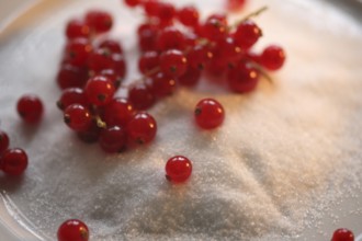 Red currant, (Ribes rubrum) or garden currant, Red currant with sugar, Redcurrant, gooseberry