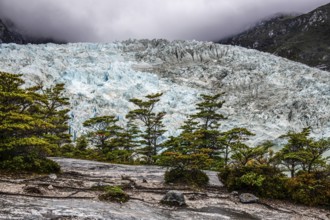 Notafagus forest in front of Pia Glacier, Cordillera Darwin, north-east foothills of the Beagle