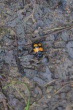 Gravedigger (Nicrophorus), carrion beetle, carrion, beetle, Schwäbisch Hall, Germany, Europe