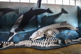 Whale museum at Estancia Harberton, Beagle Channel, Ushuaia, Argentina, South America