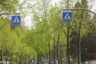 Traffic sign pedestrian crossing, zebra crossing in a street in spring, Delmenhorst, Lower Saxony,