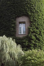 Window in the north tower with ivy