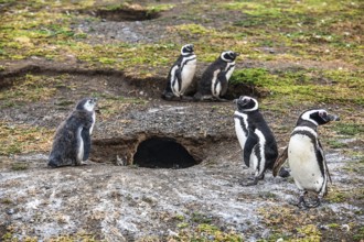 Magellanic penguins (Spheniscus magellanicus) in the Penguin National Park on Magdalena Island,